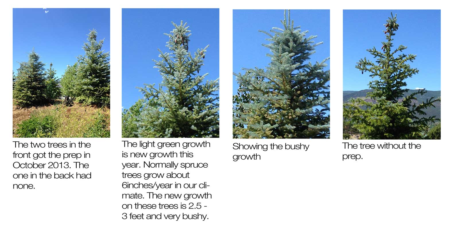 US-Spruces.jpg