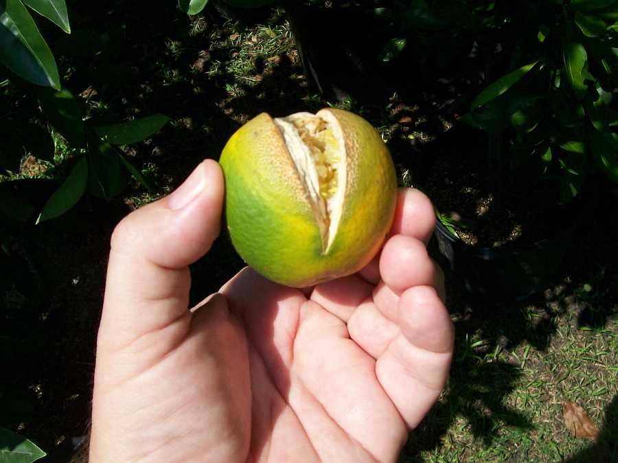 Orange Split 003.JPG
